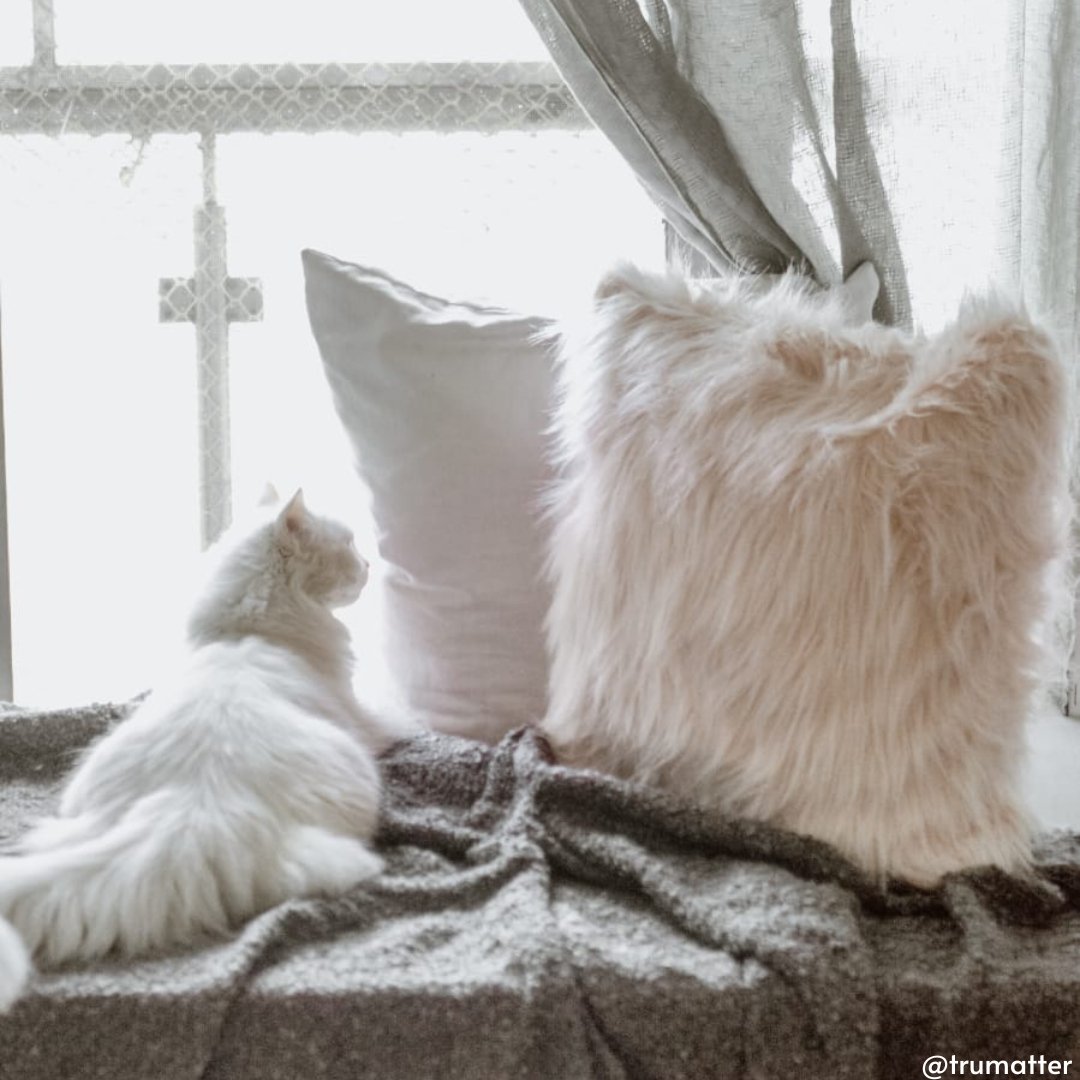 Fur with Love in Blush - Studio Covers